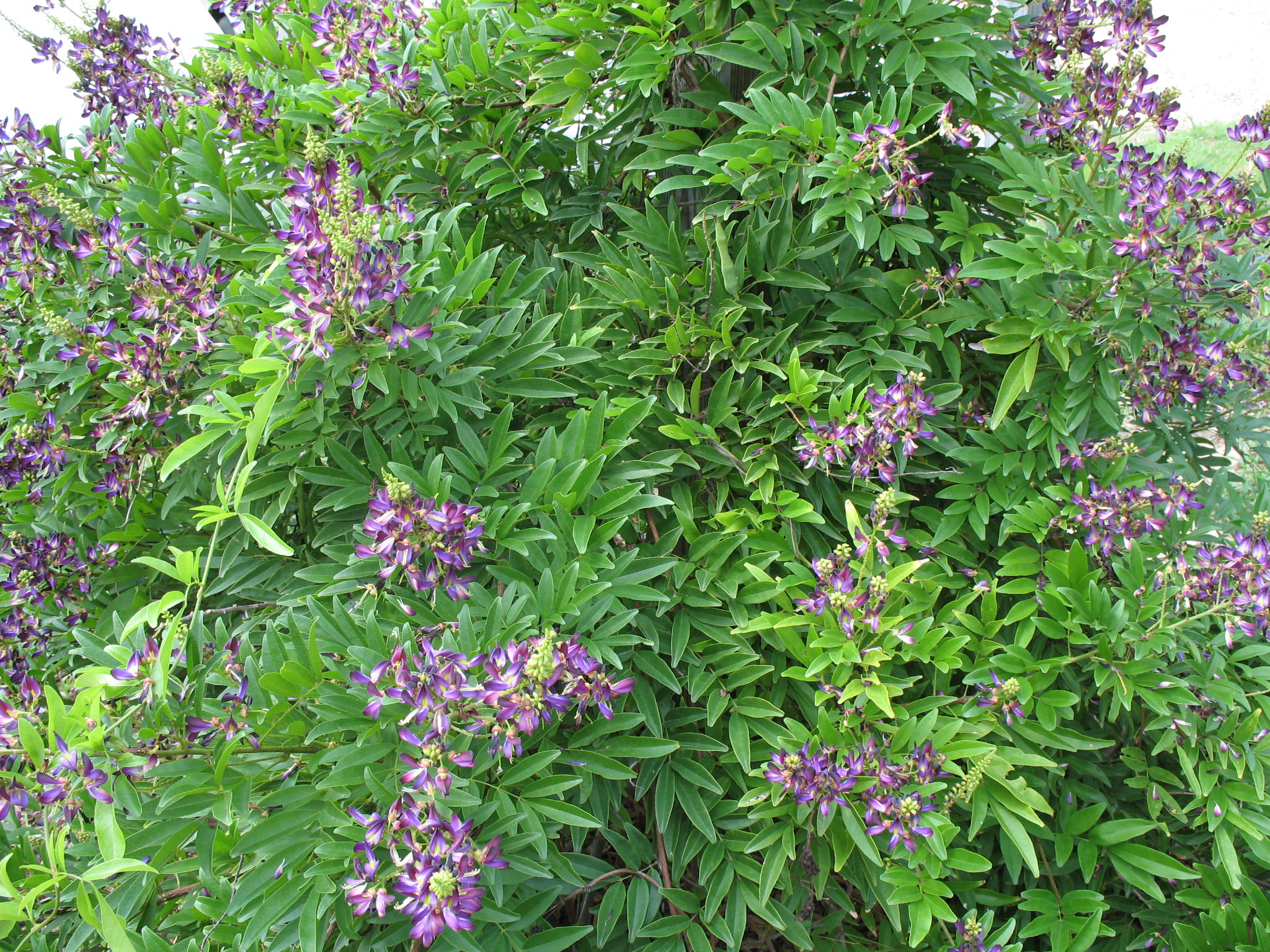 Online Plant Guide Millettia reticulata / Evergreen Wisteria